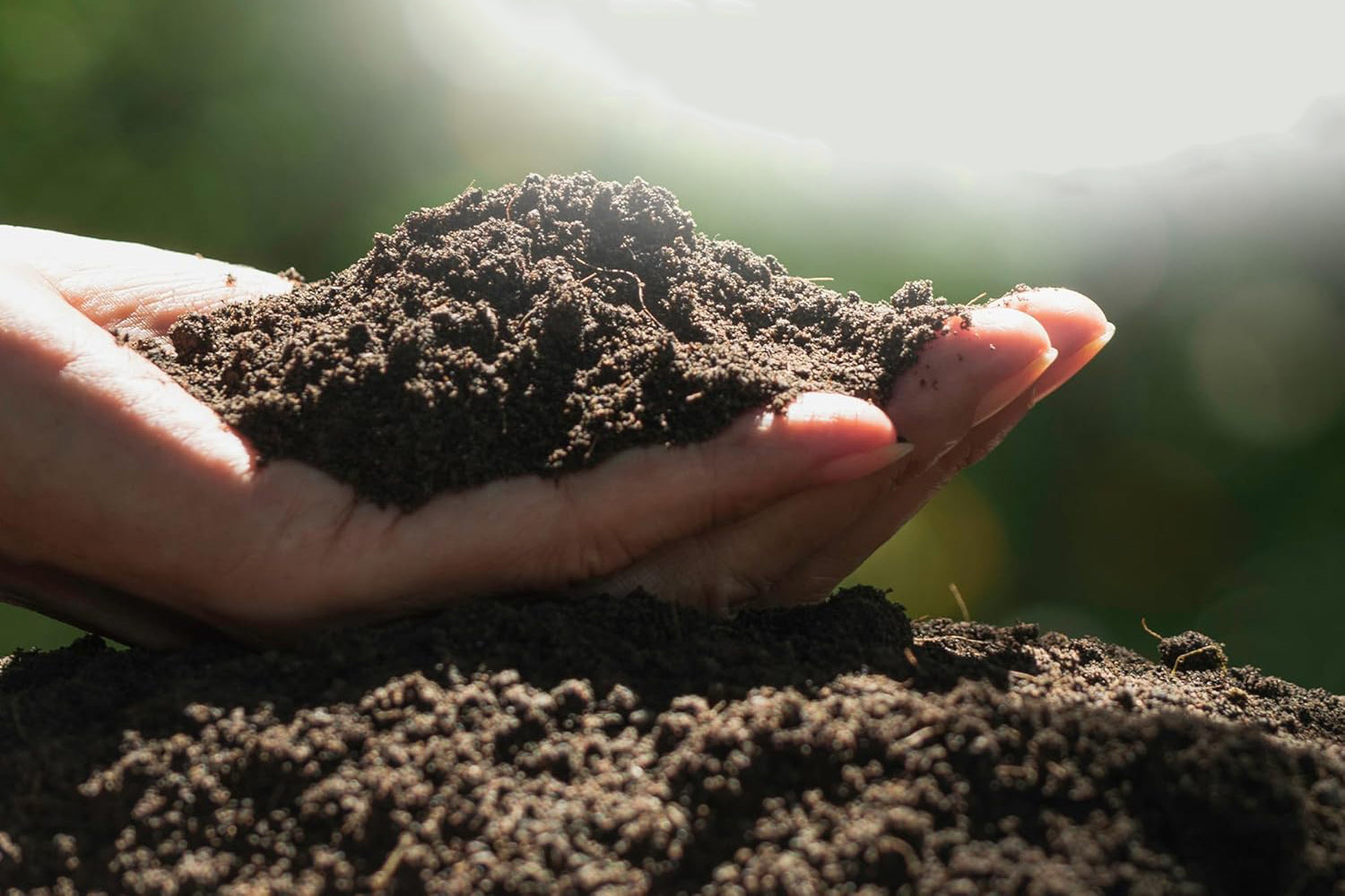 How Biochar Improves Soil Quality